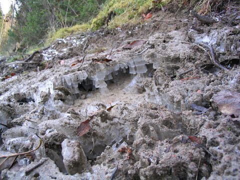 Metsolan Metsäkoulu 53, Uudistamisen lyhyt oppimäärä