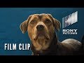 A DOG'S WAY HOME Clip - "New Friends" (In Theaters Thursday)