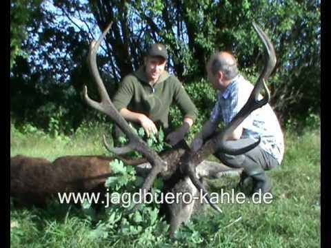 2 Rothirsche an einem Morgen auf der Strecke!