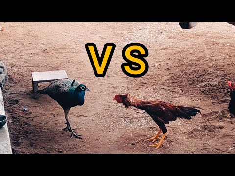 peacock and cock fight /1 VS 1/ super hit Fight / village cooking with friends...