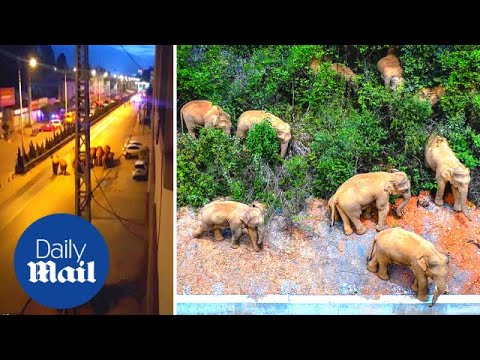 Crazy moment wild elephants walk through China's Kunming city after 500km journey