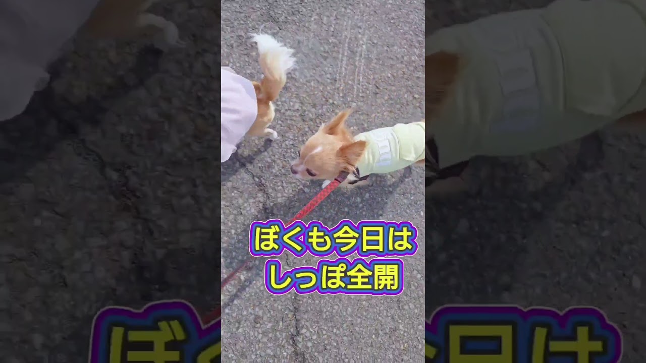 久しぶりのお散歩🐶 #youtubeshorts #チワワ