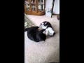 Cat Fight Non Stop Tuxedo Wins