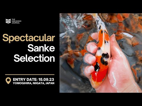 Spectacular Marusho Sanke | The Nishikigoi Journal | EP #002
