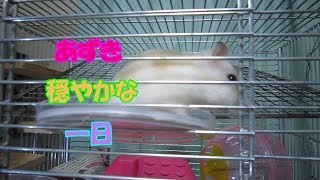あずき(3F)ジャンガリアンハムスター