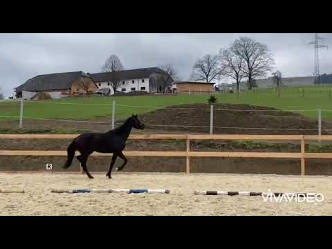 *2019 v. Sezuan's Donnerhall *sold*