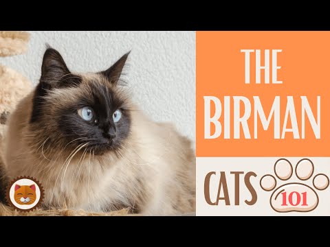 🐱 Cats 101 🐱 BIRMAN CAT - Top Cat Facts about the BIRMAN #KittensCorner