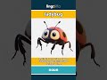 ladybug - a small, red insect with bl... video thumbnail