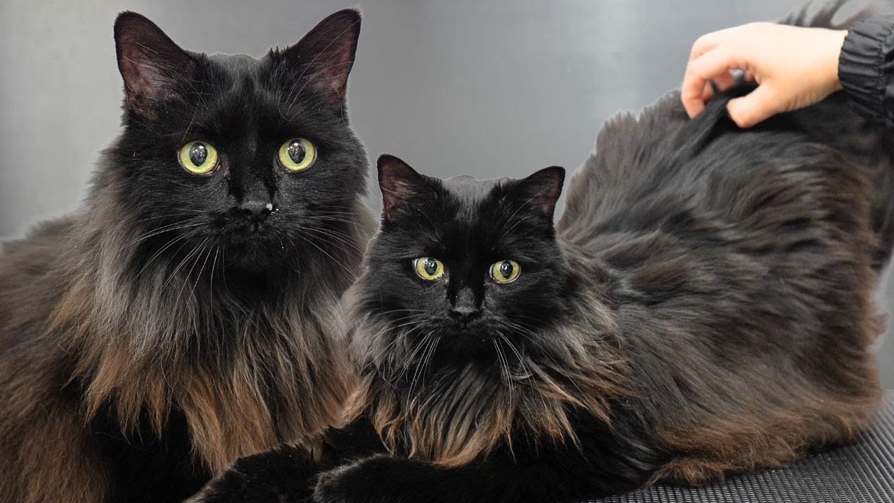 First Groom And Nail Trim In 10 YEARS On A Beautiful Black Void Cat