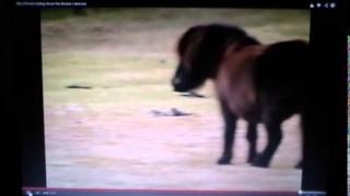 Horse Killing & Eating Baby Birds - Discussing Horse's Diet Do Horses Eat Meat
