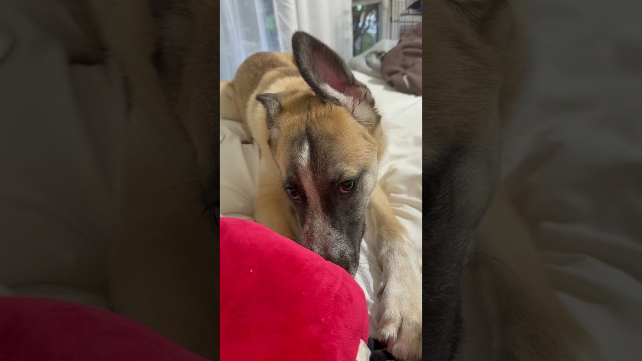 Blackjack, a Adoptable mixed breed in San Diego, CA video 6/6