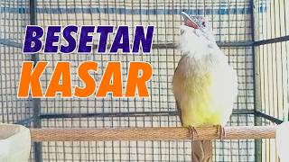 Download lagu MASTERAN CUCAK JENGGOT GACOR FULL TEMBAKAN SUPER KASAR COCOK UNTUK MURAI BATU mp3 Download lagu MASTERAN CUCAK JENGGOT GACOR FULL TEMBAKAN SUPER KASAR COCOK UNTUK MURAI BATU mp3