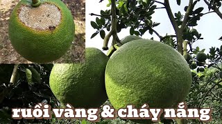 FULL VIDEO: 4 Bước Đơn Giản Để Có Quả Bưởi Bóng Đẹp & Phòng Cháy Nắng
