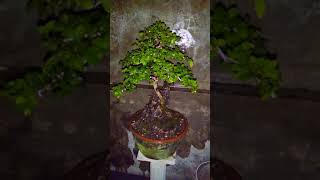 Download lagu Bonsai serut (pemula) mp3 Download lagu Bonsai serut (pemula) mp3