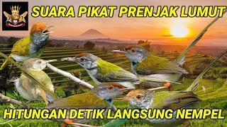 Download lagu Suara pikat prenjak lumut, dijamin ampuh anti zonk mp3