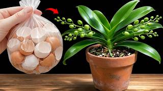 Eggshell Fertilizer for Orchids – A Simple Natural Method for Stronger Growth.