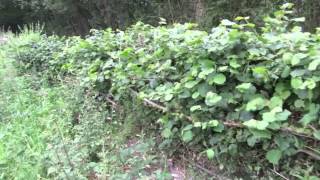 preview picture of video '9 months of hedge regrowth after hedge laying'
