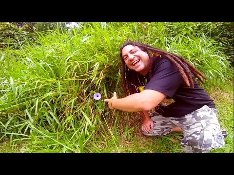 12 TRIBUS DE ISRAEL - RAICES VIDEOCLIP 2018 - Reggae argentina