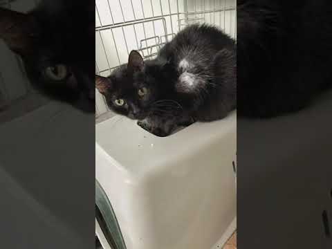 28 11 2021 Gli angeli del 2021