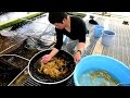 Modern Koi Blog #967 - Niigata Spezial: Yamazaki Koi Farm Modern Koi Blog #967 - Niigata Spezial: Yamazaki Koi Farm