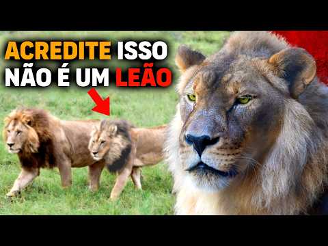 FOUND ALIVE RAREST and unique lioness in the world | Lioness with lion's mane