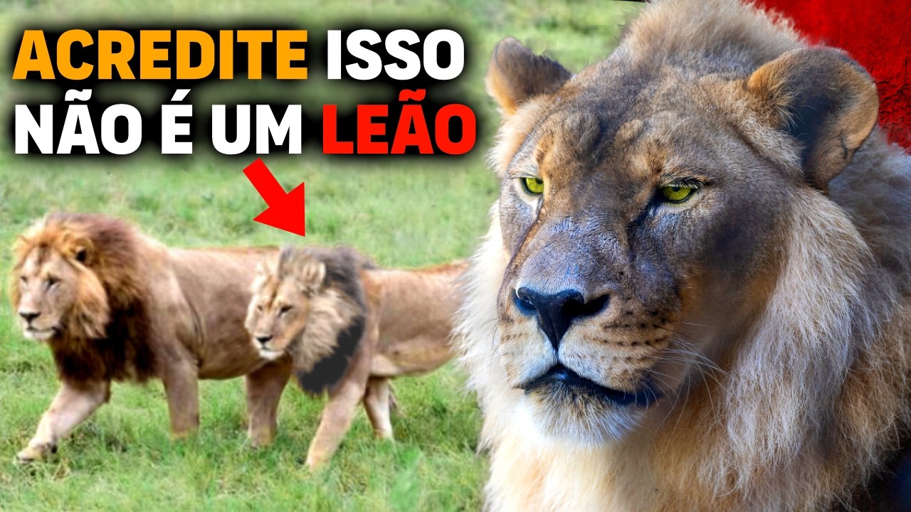 FOUND ALIVE RAREST and unique lioness in the world | Lioness with lion's mane