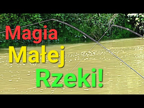 Sekretna Rzeka i jej Tajemnice! Klasyczny Rzeczny Feeder na PZW! Mała rzeka i sporo ryb z PZW