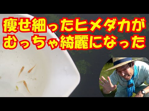 園芸 生体模倣