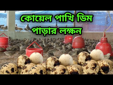 কোয়েল পাখির ডিম পাড়ার লক্ষণ | হাইব্রিড কোয়েল পাখি | কোয়েল পাখি পালন প্রশিক্ষণ