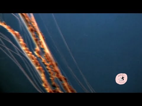 Dam Paul, Zoobof, Alemas - Green Sofa [APD073]