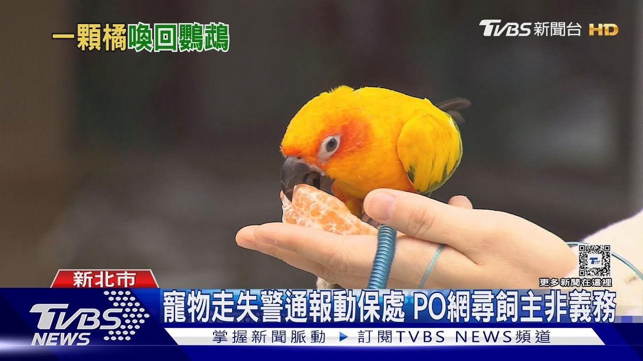 八福回家了!鸚鵡離家出走 警靠「橘子」誘捕