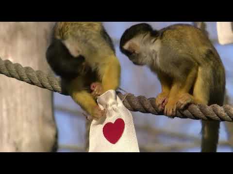 ロンドン動物園でバレンタインのおやつをもらうリスザル (Squirrel monkeys get Valentine's treats at London Zoo)