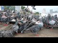 Collection Hungry Dove ️ Very Hungry Pigeons Amazing Dove Eating