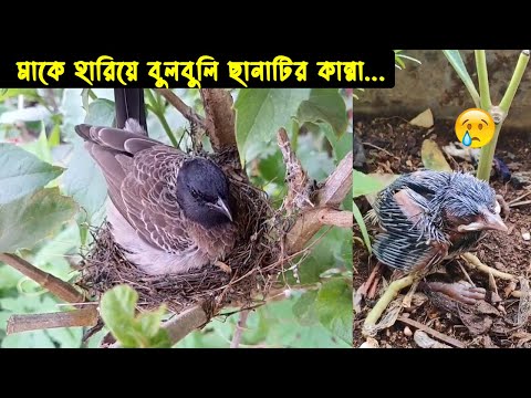 এতিম বুলবুলি পাখির ছানা গুলোর জীবন কাহিনী | পাখির গল্প : ১৬ | The life story of Bulbul Bird |