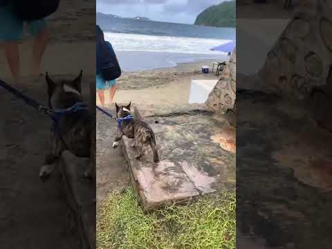 #pets #dog #dogs #love #family #beach #mexico #french #france #viralvideo #funny #doglife #world
