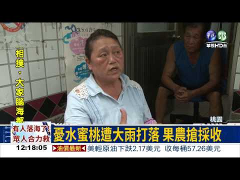 憂水蜜桃遭雨打落 果農搶採收