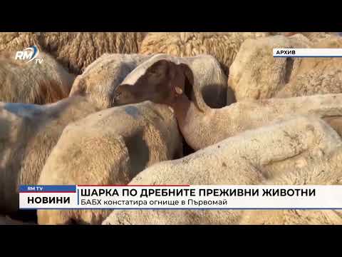 Шарка по дребните преживни животни: БАБХ констатира огнище в Първомай