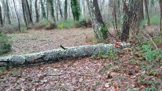 palombe.org Etat de la palombière après le passage de la tempête "Fabien"