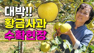 정말 맛있는 황금사과 수확현장 이렇게 합니다. 시나노골드 노란사과