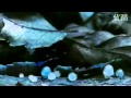 Blue Evolution - Royksopp Triumphant