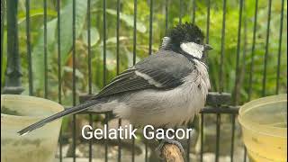 Download lagu Panggilan suara burung gelatik batu betina mp3