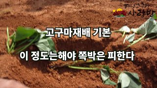 고구마재배기본 이 정도는 해야 폭망은 피한다
