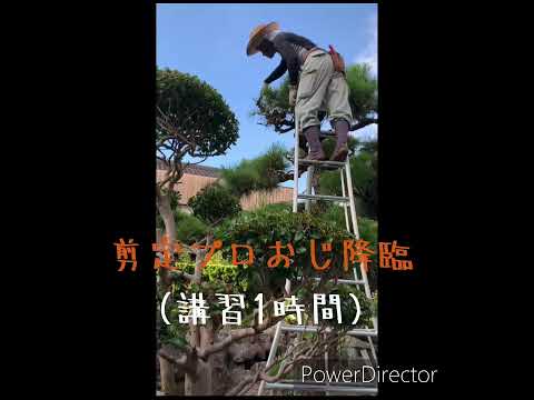 果樹の剪定：避けるべき間違いは何ですか？私たちのトップ3！  庭園