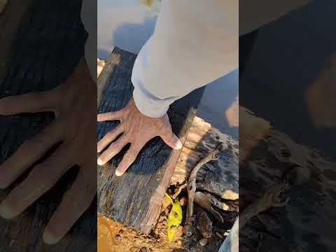 garimpo rio pimenta Chupinguaia RO