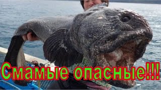 Топ 10 Самых опасных животных