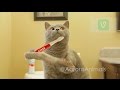 AARONS ANIMALS 2017 TRENDY vo AARONS ANIMALS 2017 TRENDY vo