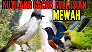 Download lagu kutilang gacor full isian mewah || masteran kutilang terbaik mp3