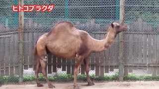 preview picture of video '群馬サファリパーク、サファリバスでの動物説明　Gumma safari park 20131003'