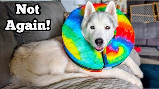 The TRUTH of Owning Huskies! Back to the Emergency Vet!