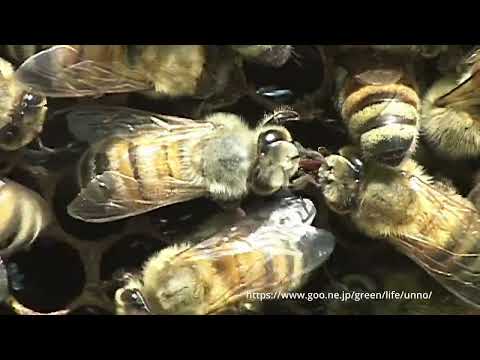 ミツバチのハチの字ダンス